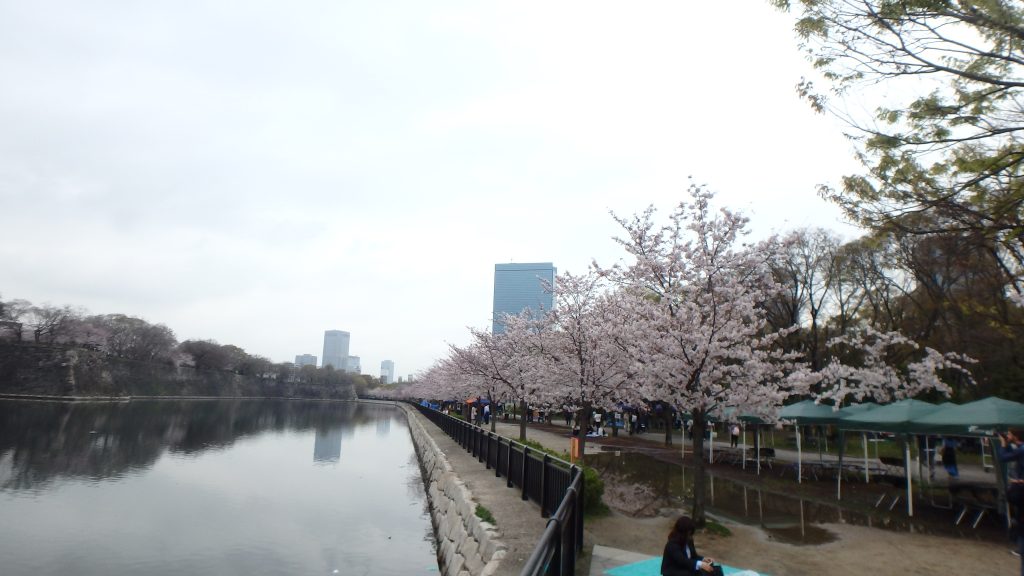 大阪城は花見のピークを迎えております
